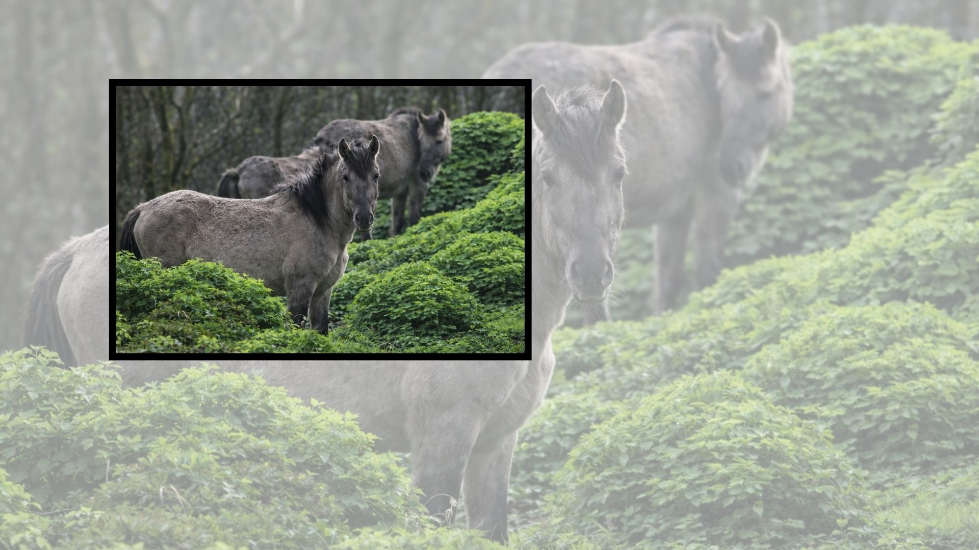 Cavalos soltos foram reintroduzidos nas Terras Altas da Escócia e passaram a restaurar brejos, ampliar a biodiversidade e reduzir o uso de máquinas pesadas.