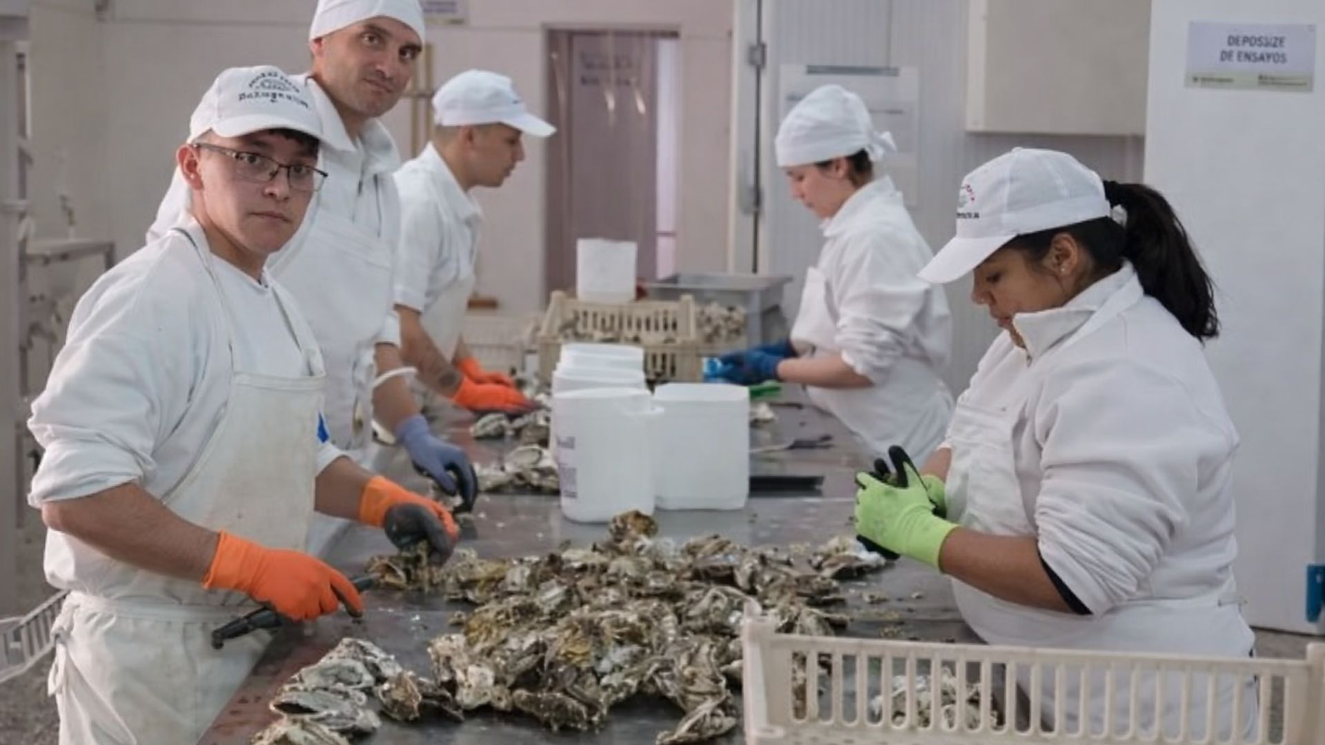 Projeto argentino transforma ostra invasora em salsa gourmet nacional para exportação sustentável e combate à perda de biodiversidade costeira.