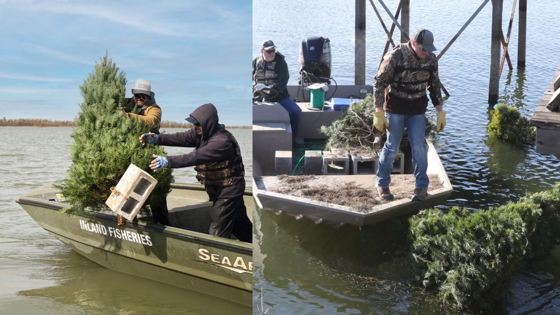 Árvores de Natal descartadas viram habitats submersos em lagos, criam abrigo para peixes, fortalecem a pesca recreativa e reduzem resíduos.
