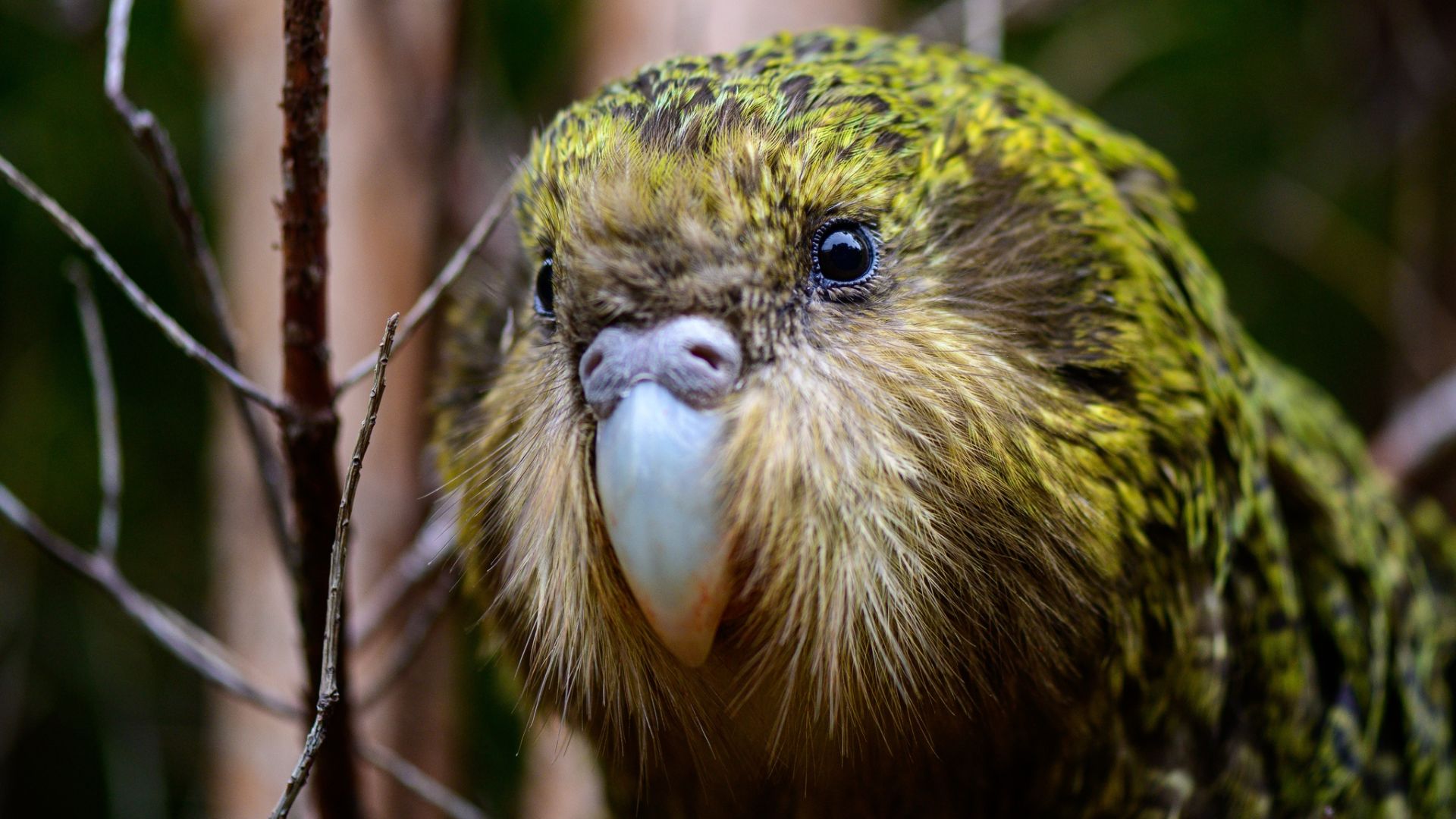 Evento raro de frutificação impulsiona reprodução do kākāpō, papagaio mais pesado do mundo, com previsão recorde de novos filhotes.