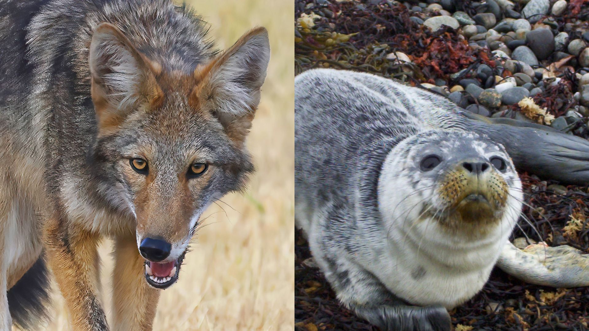 Coiotes passaram a caçar filhotes de foca na costa da Califórnia, mostrando adaptação rara e impacto em colônias de mamíferos.