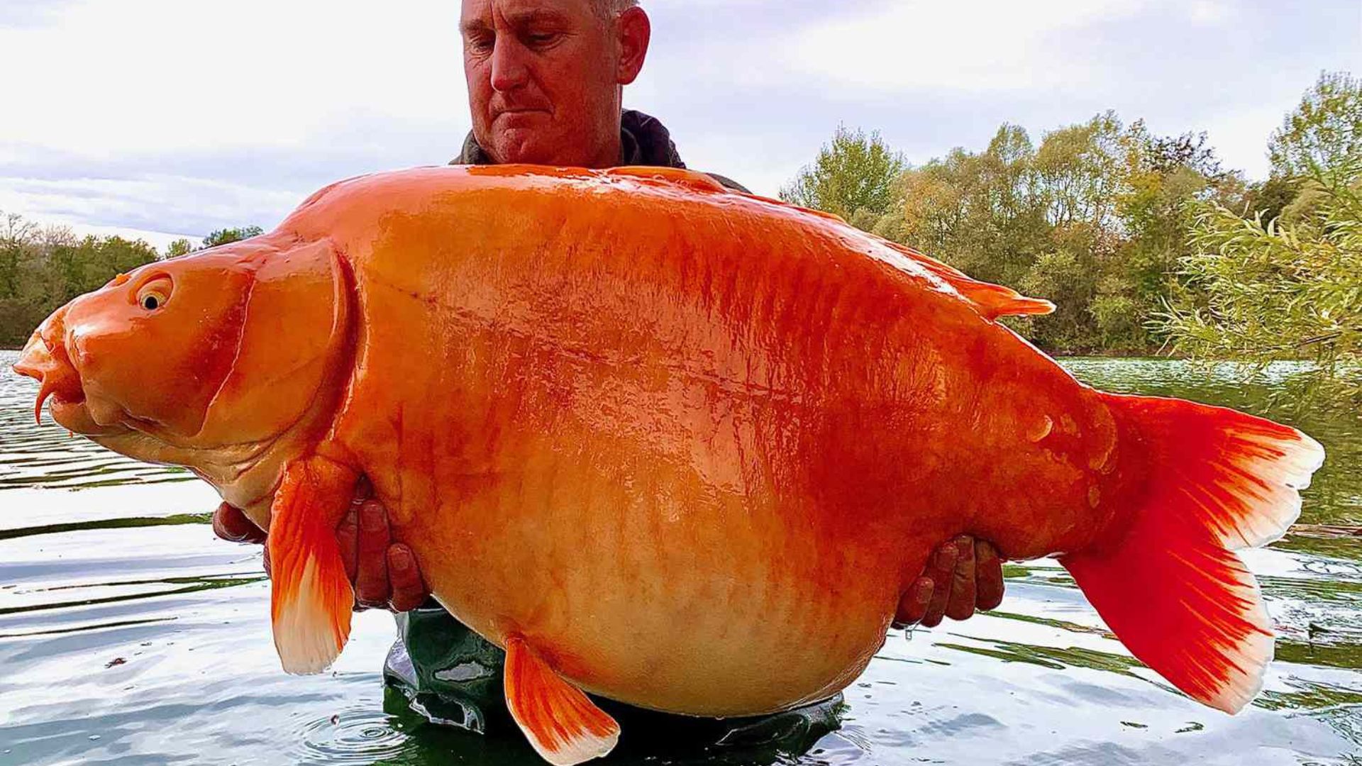 Goldfish invasor: Carassius auratus mexe em sedimentos, aumenta turbidez e pode acelerar eutrofização, mudando a cadeia alimentar.