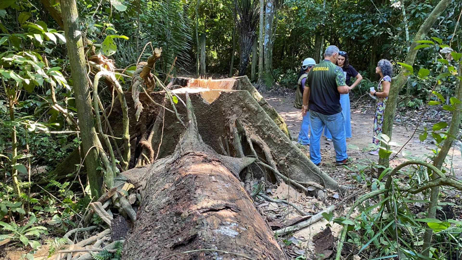 Obra no Grajaú remove 55 árvores com licença oficial e prevê plantio de 1.960 mudas. Condomínio terá 380 apartamentos em quatro blocos.