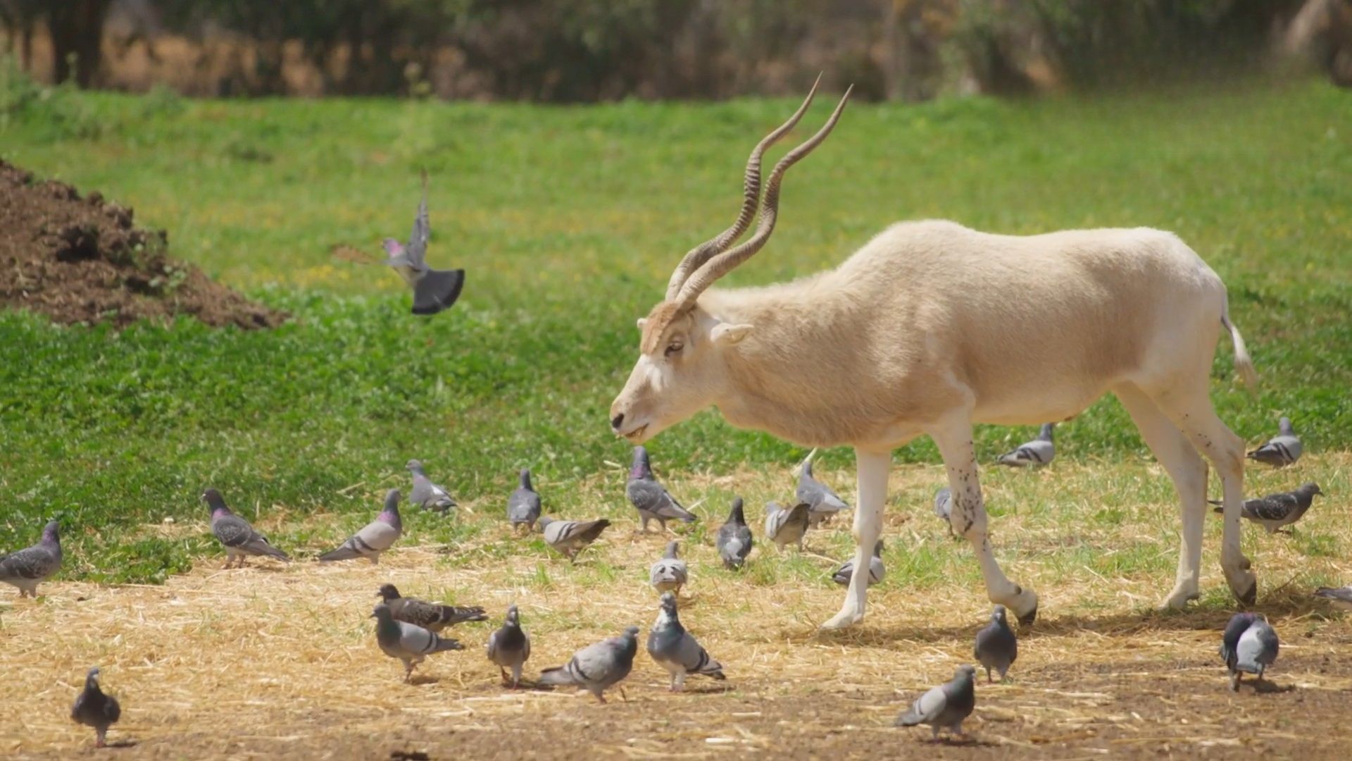 Addaxes criticamente ameaçados foram soltos no deserto do Chade e passaram a circular na Reserva da Ennedi, marcando o retorno da espécie ao Saara.