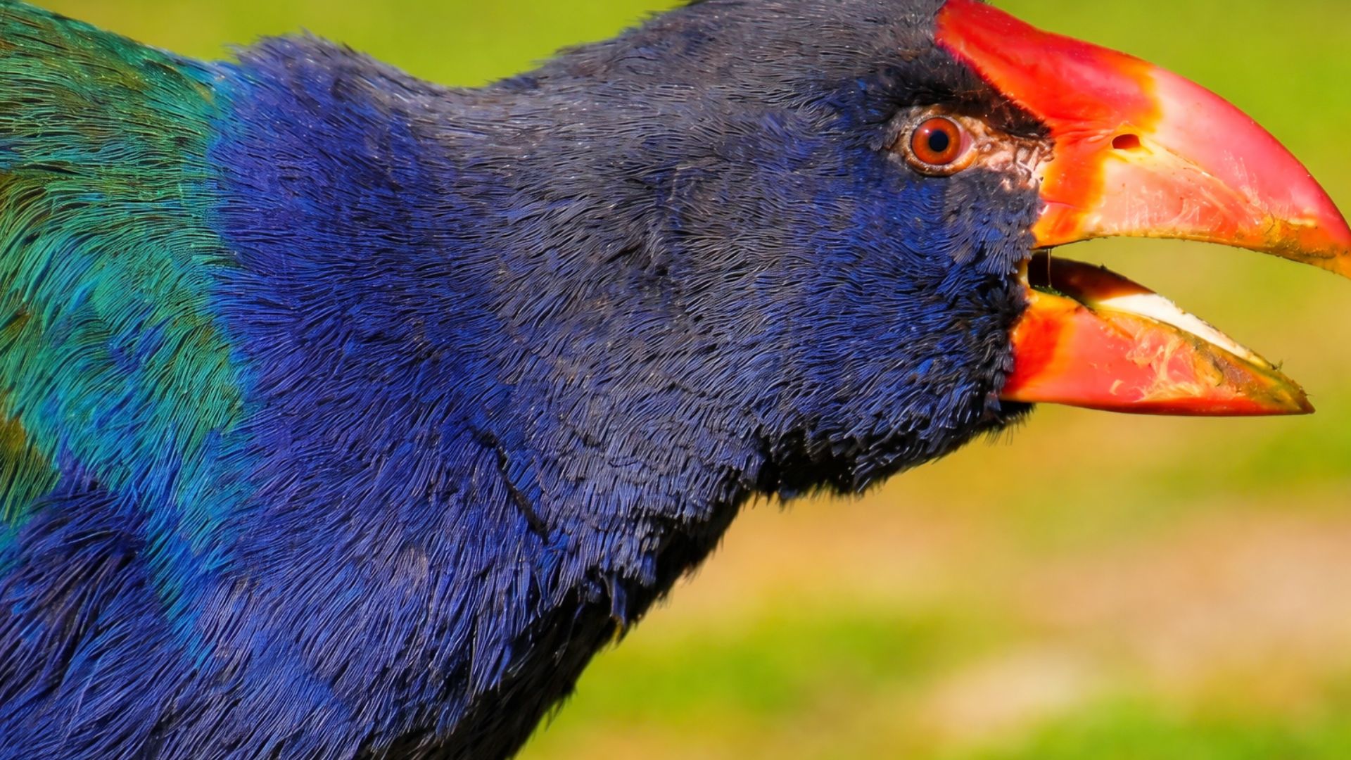 Ave takahē, declarada extinta, reaparece na Nova Zelândia e se torna símbolo global de conservação após manejo científico e refúgios sem predadores.