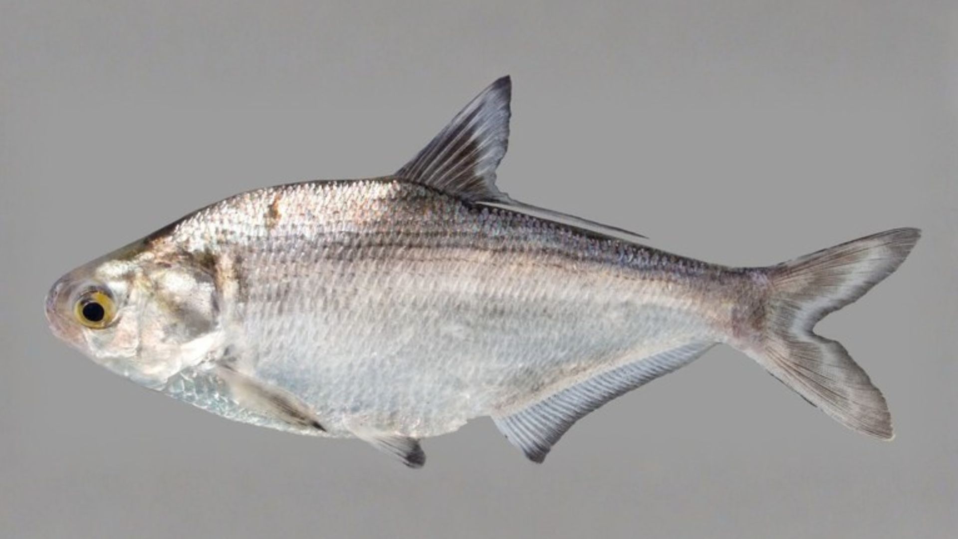 Peixe comum de reservatórios pode recircular nutrientes do fundo, sustentar algas e manter a água turva por meio de um processo ecológico silencioso.