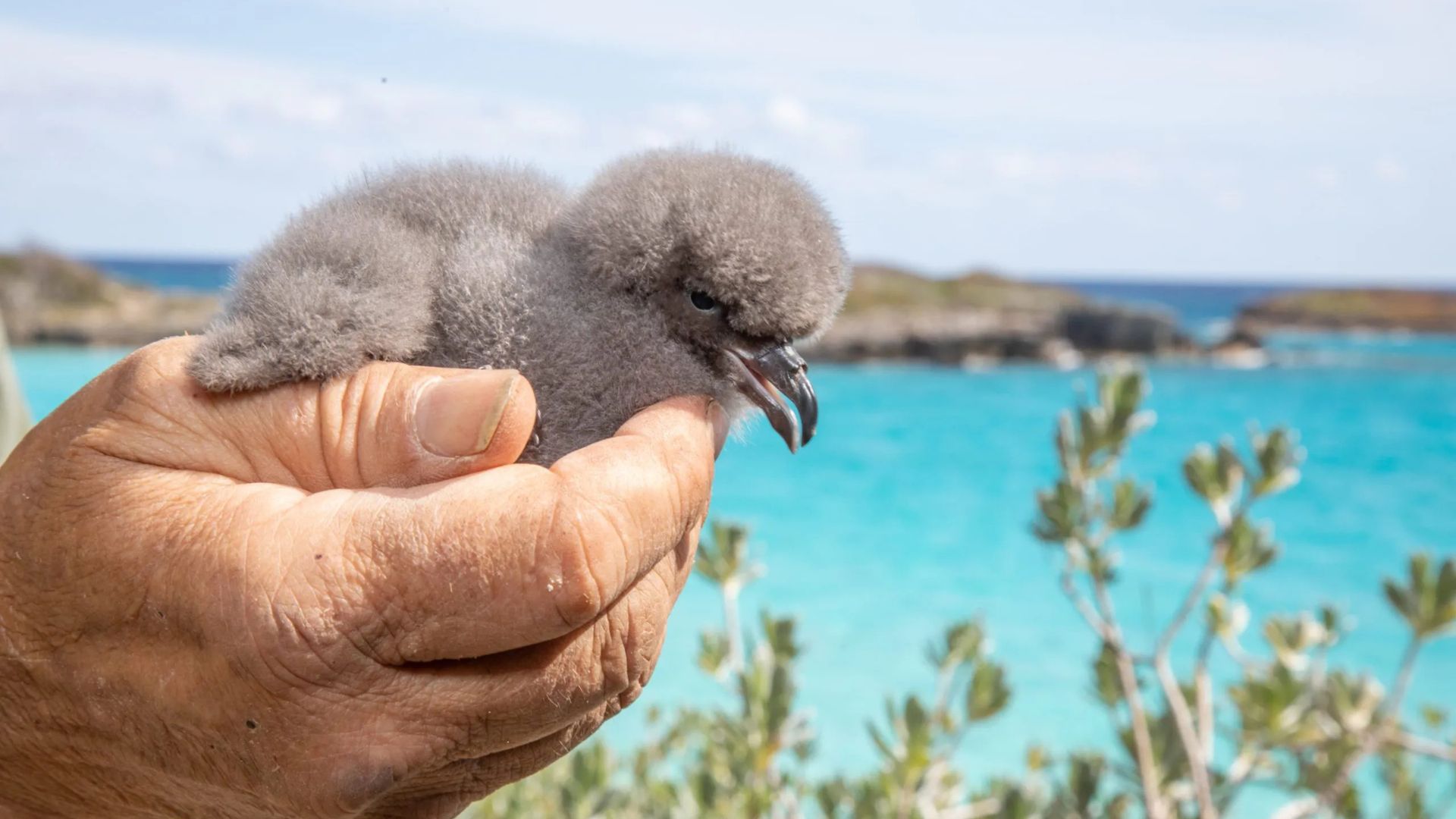 Ave rara declarada extinta reaparece nas Bermudas e vira símbolo global de conservação com ninhos artificiais e combate a invasores.
