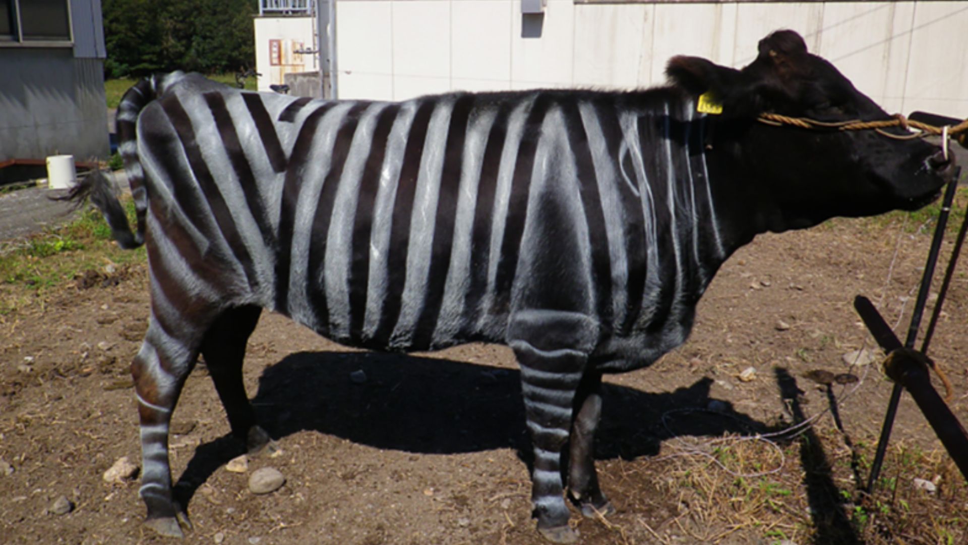 Os vídeos que você enviou estão indisponíveis. Envie outros, mas cheque se realmente estão disponíveis dessa vez.