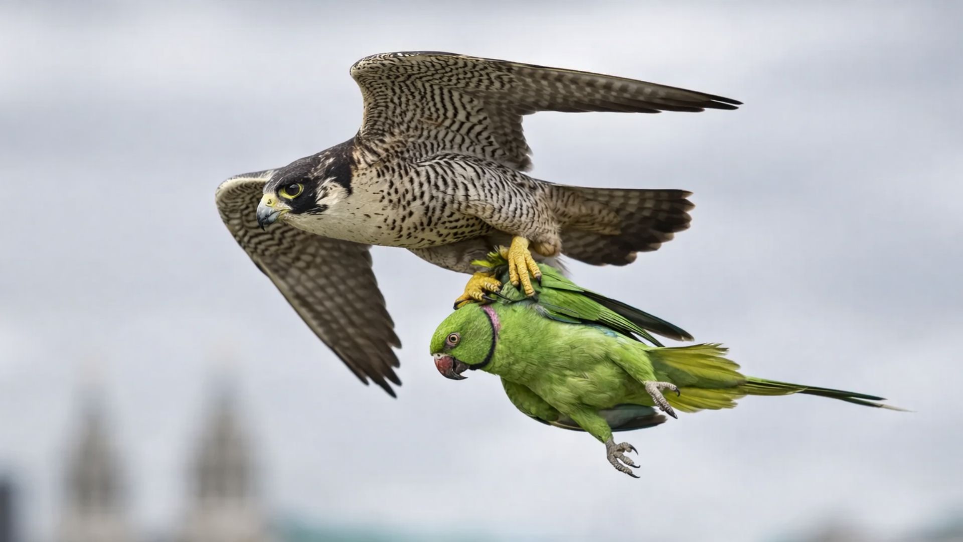 Falcões-peregrinos retornam às cidades do Reino Unido e passam a predar periquitos invasores, revelando impactos na fauna urbana e na disputa por ninhos.