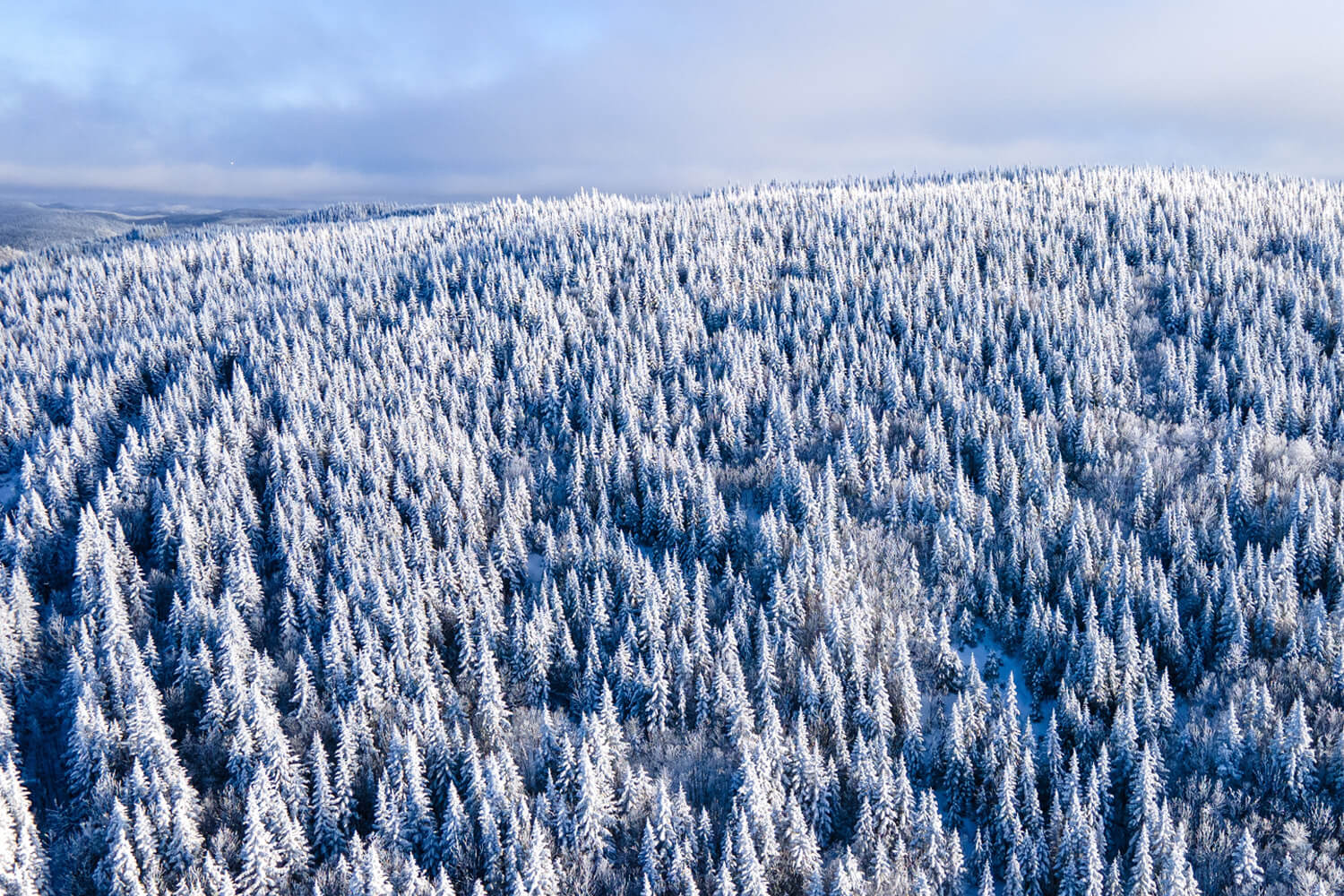 A maior floresta contínua do mundo: Com mais de 8,1 milhões de km² de florestas, cerca de 20% de toda a cobertura florestal do planeta, a taiga russa absorve até bilhões de toneladas de CO₂ por ano e atua como um dos maiores reguladores climáticos da Terra