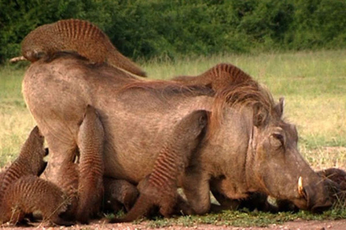 Javali-africano vira cliente de mangustos em Mweya, aceita remoção de carrapatos e sustenta uma simbiose arriscada na savana africana, onde limpeza vira alimento e reduz ameaças para as duas espécies.