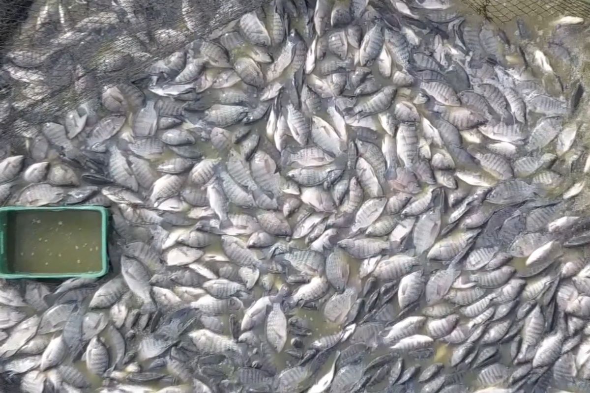 Justiça mantém veto à tilápia do Vietnã em Santa Catarina por risco do vírus TiLV, protege cadeia produtiva e autoriza entrada controlada de tilápia já comprada.