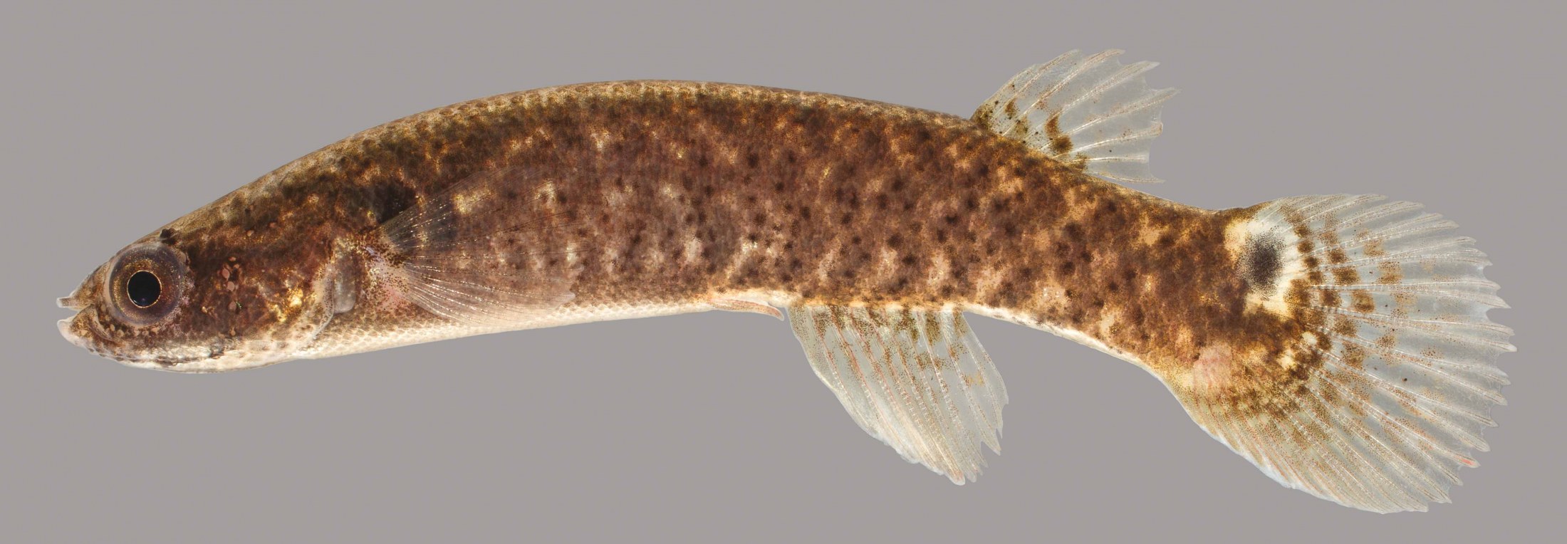 Peixe-rivulus desafia a biologia: sobrevive meses fora d’água escondido em troncos, desacelera o metabolismo e passa a respirar pela pele