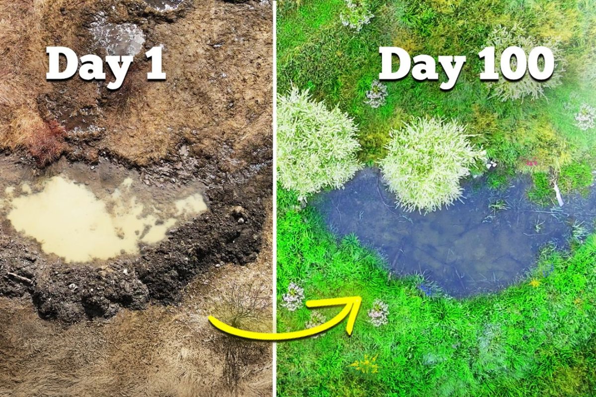 Lagoa temporária sem peixes feita no barro para atrair anfíbios explode de vida no primeiro ano pererecas e rãs aparecem, libélulas dominam, aves raras caçam, raposas visitam (4)