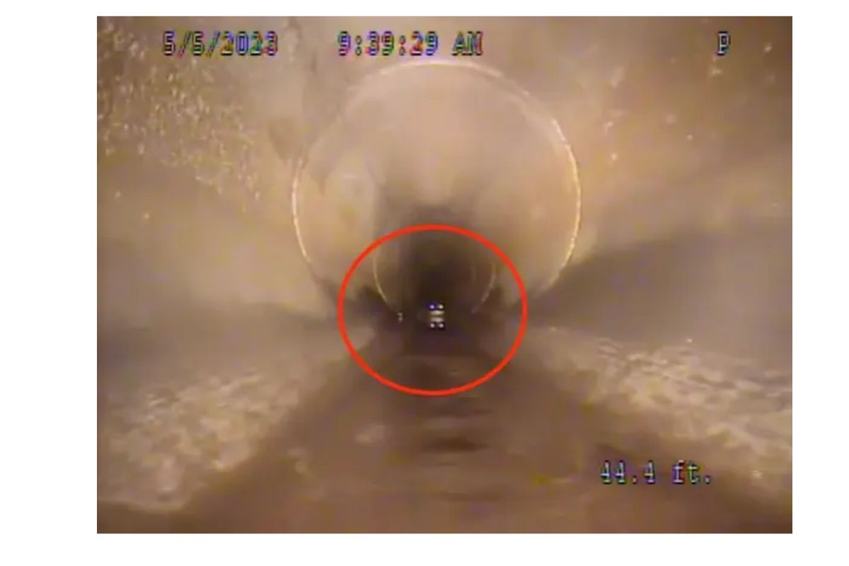 Jacarés no esgoto aparecem na Flórida quando um robô de inspeção flagra um aligátor em tubulação subterrânea, provando que a lenda urbana é real.