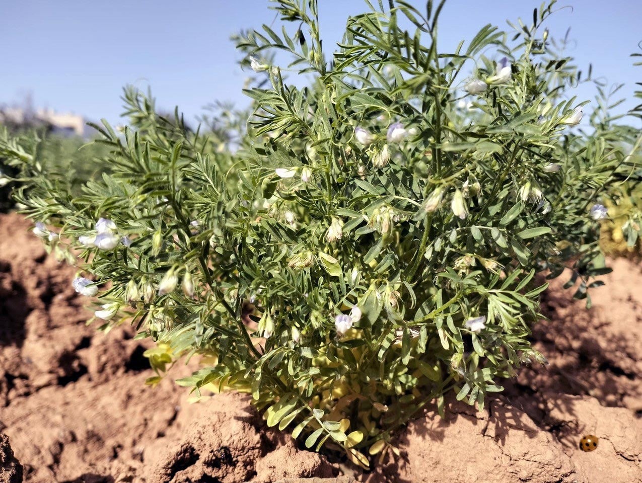 DNA de lentilhas milenares revela origem norte-africana do cultivo nas Ilhas Canárias e comprova continuidade agrícola por quase 2.000 anos.