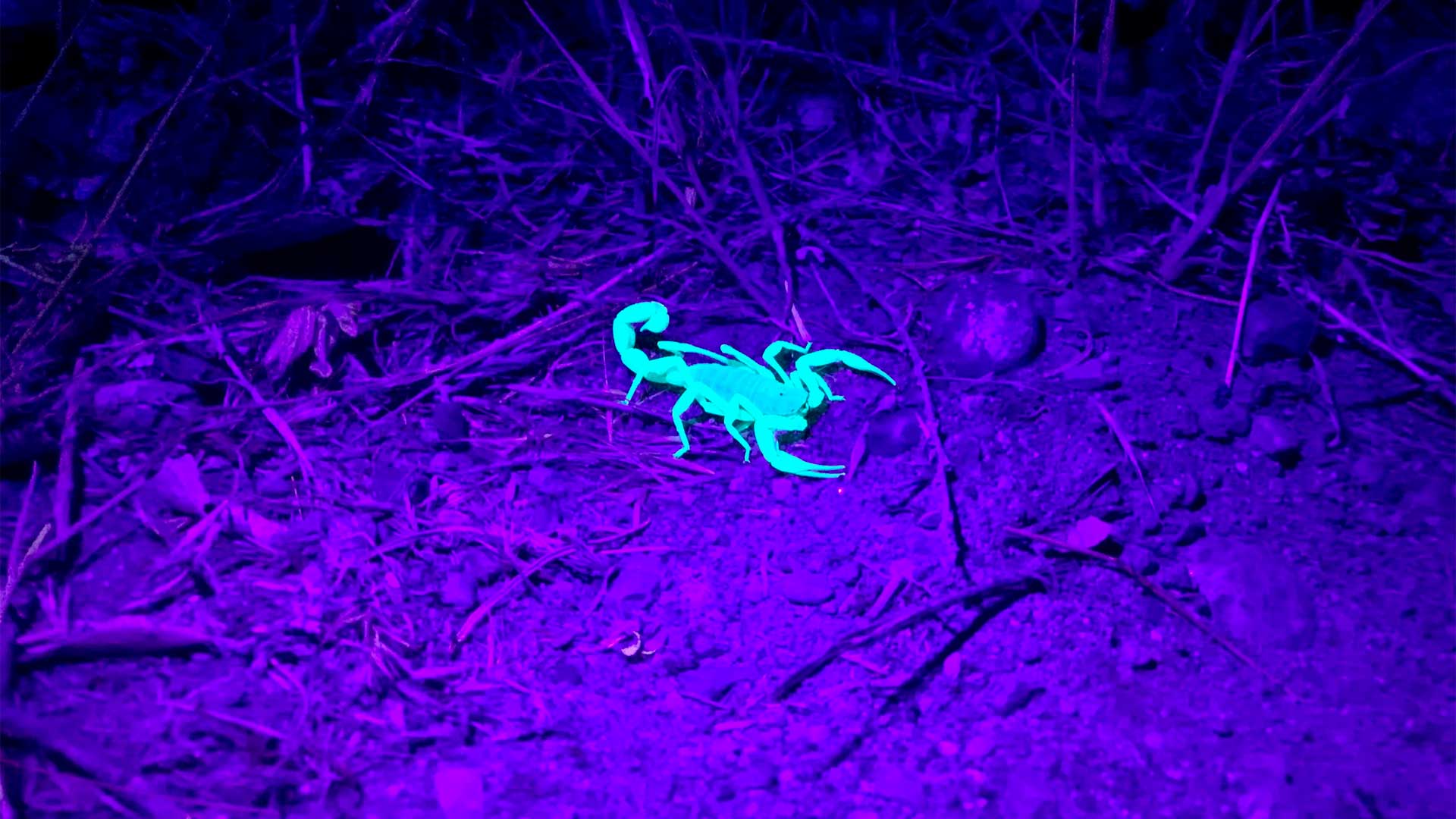 Luz ultravioleta revela escorpiões neon e biofluorescência em animais como sapos, esquilos voadores e ornitorrincos: parece ficção científica mas é biologia