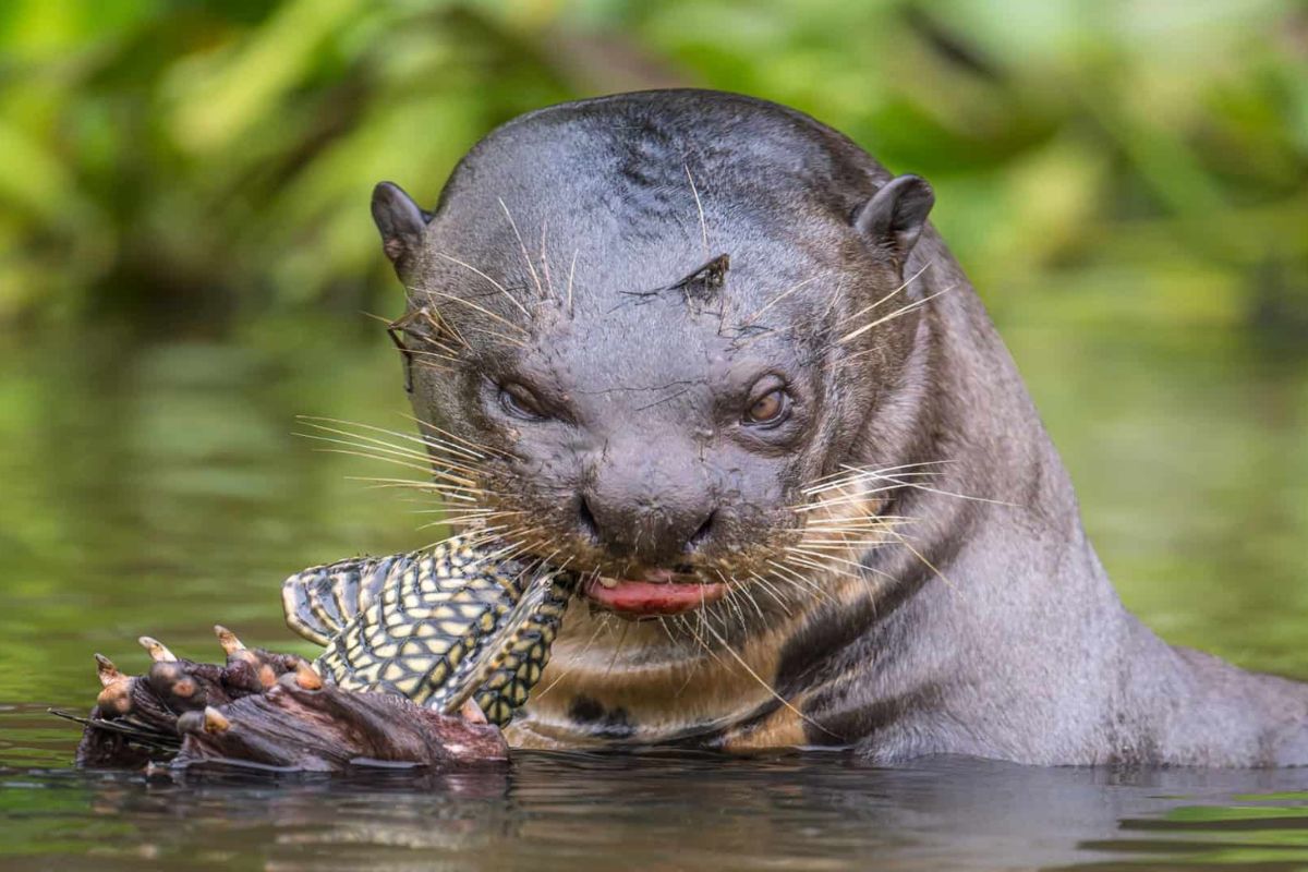 No Pantanal, ariranhas enfrentam onça e jacaré com cooperação feroz, mas a espécie luta contra a extinção e simboliza força na natureza brasileira. (Imagem: Hans Wagemaker / Shuttestock.com) (fonte: olhar digital)