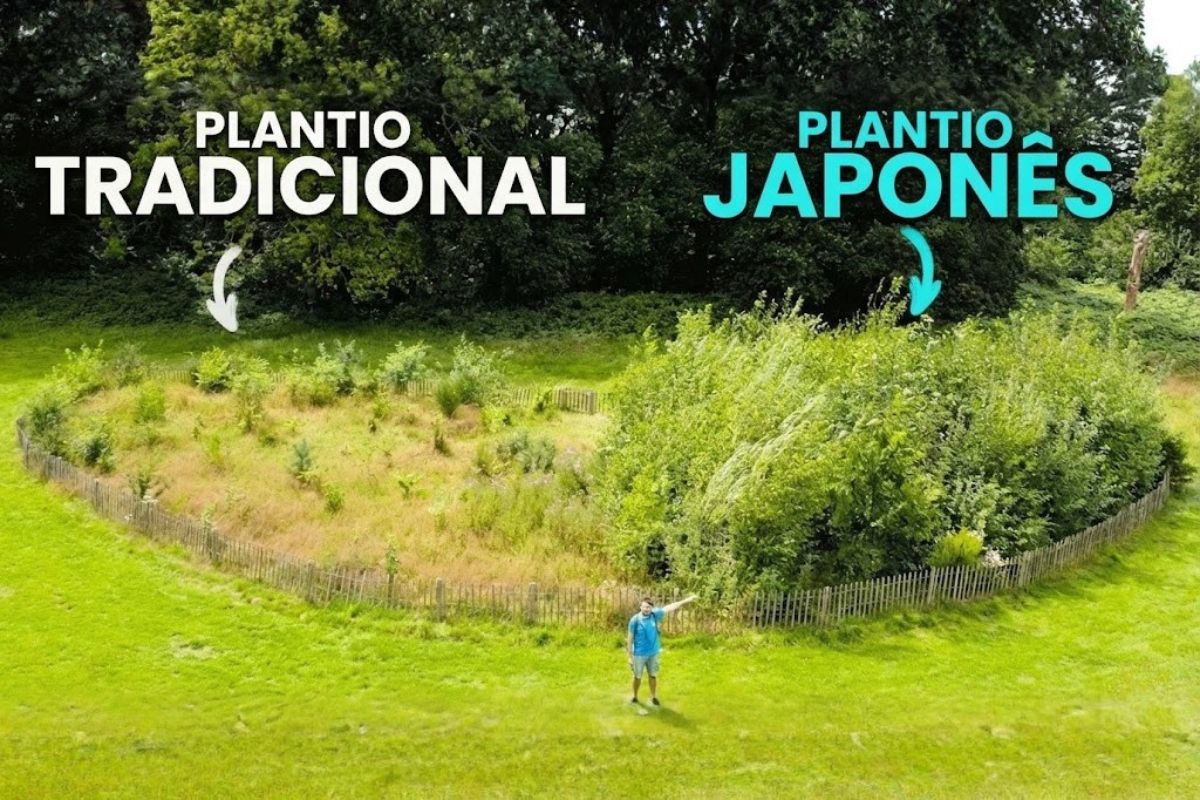 Mini florestas japonesas avançam em Kent com o método Miyawaki, priorizam solo vivo, elevam biodiversidade urbana, reduzem custos, resistem ao vandalismo e se consolidam como solução rápida para cidades densas da Grã Bretanha.