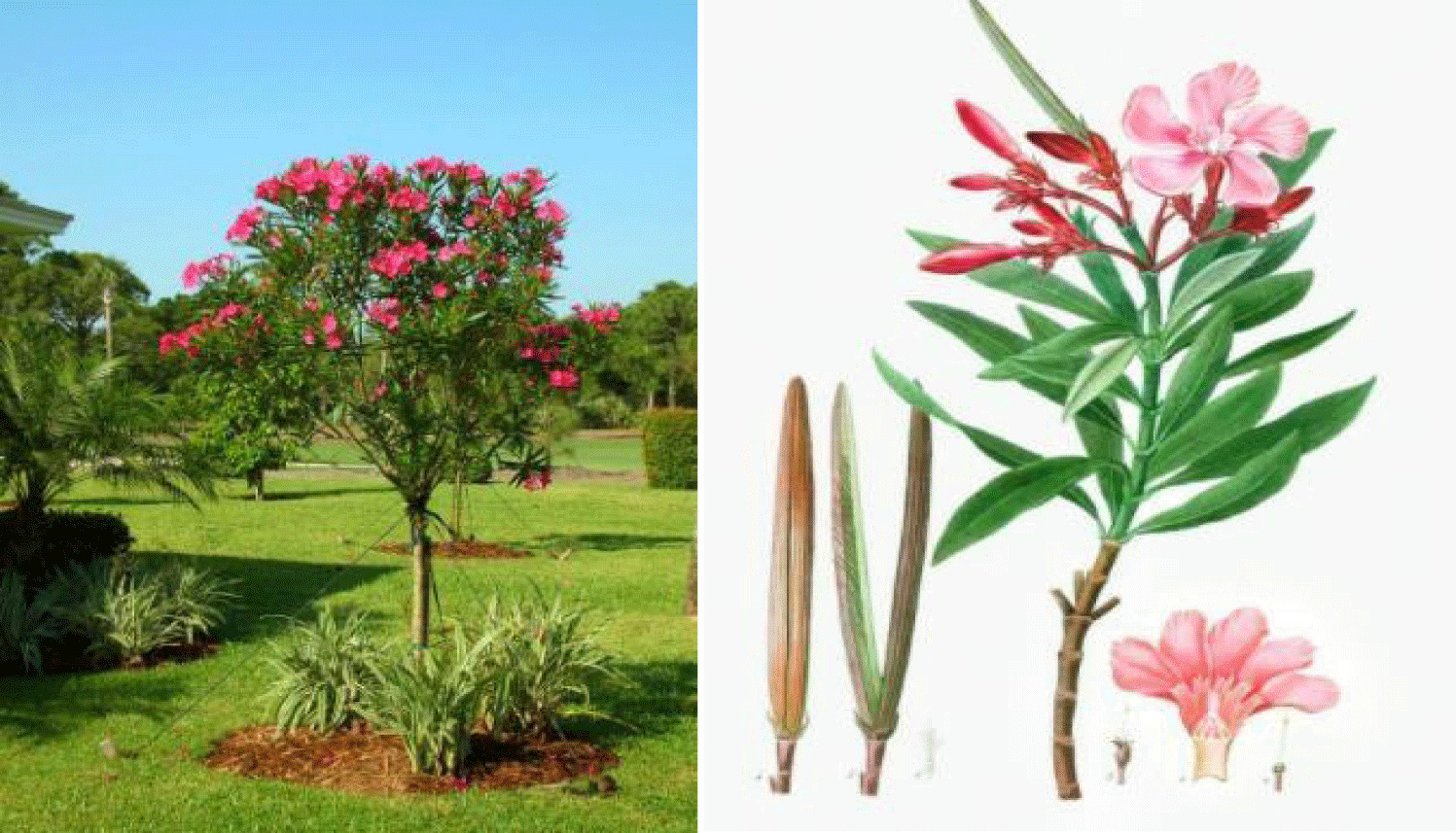 Com folhas capazes de interromper a função cardíaca, esta árvore produz glicosídeos ativos na escala de microgramas, afasta grandes herbívoros e revela como a química defensiva pode transformar uma planta comum em um laboratório vivo