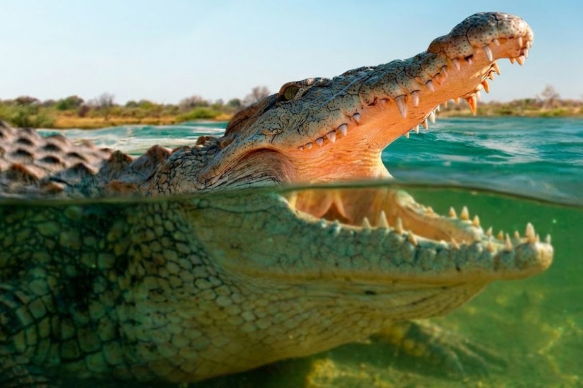 No rio mais perigoso do planeta, o Nilo reúne crocodilo do Nilo, mosquitos e parasitas em um ambiente extremo onde humanos convivem há milênios com predadores, doenças invisíveis e riscos constantes nas margens da água.