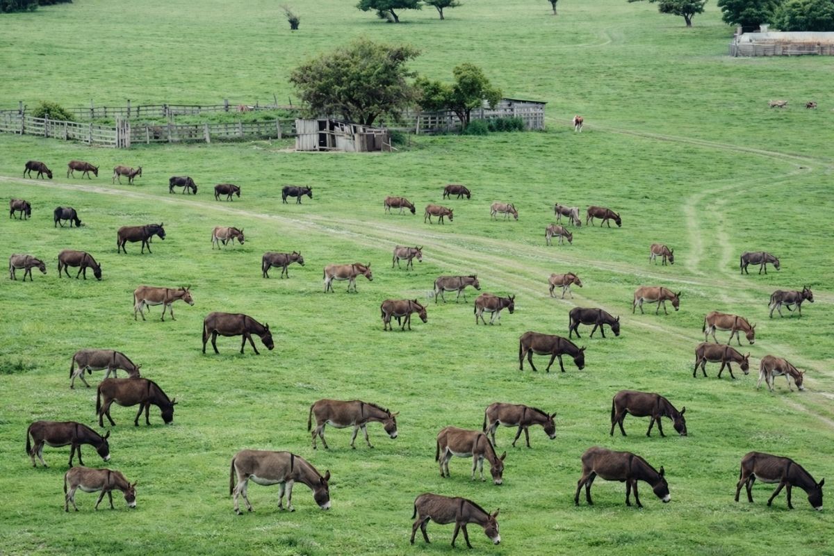 O jumento virou ouro no Brasil de animal símbolo a matéria-prima, surgem frigoríficos e “fazendas invisíveis” que abatem milhares por semana, exportam couro para a China (1)