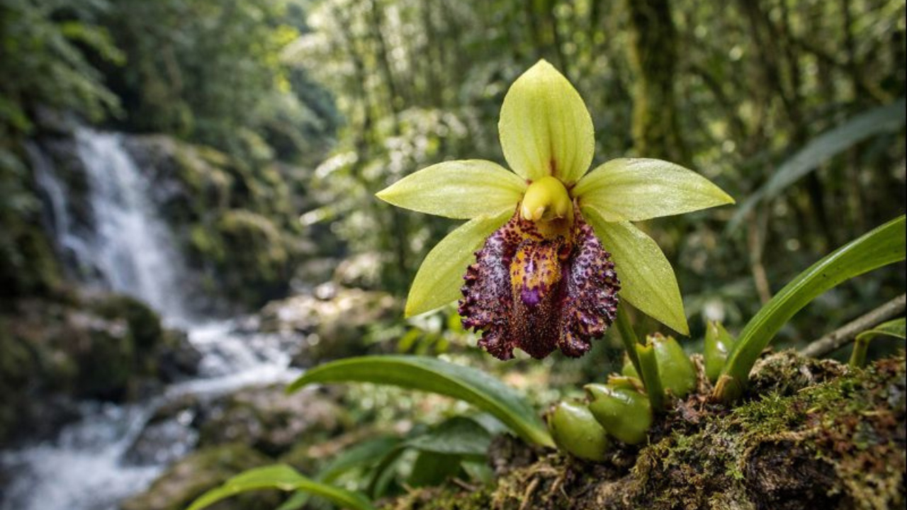 Achado científico revela orquídea rara Bulbophyllum campos-portoi no Paraná e reforça a importância da conservação da biodiversidade.
