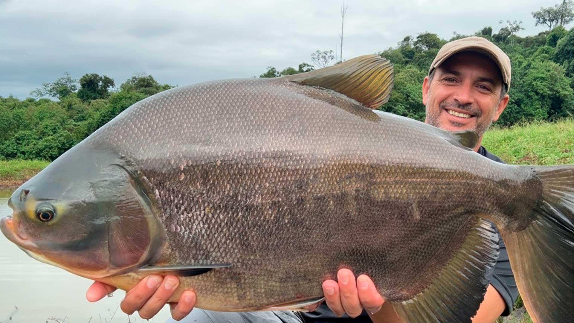 Para substituir parte de embalagens e reduzir o lixo plástico, Embrapa e USP transformaram pele de tambatinga em um biofilme biodegradável, transparente e com bloqueio de raios UV