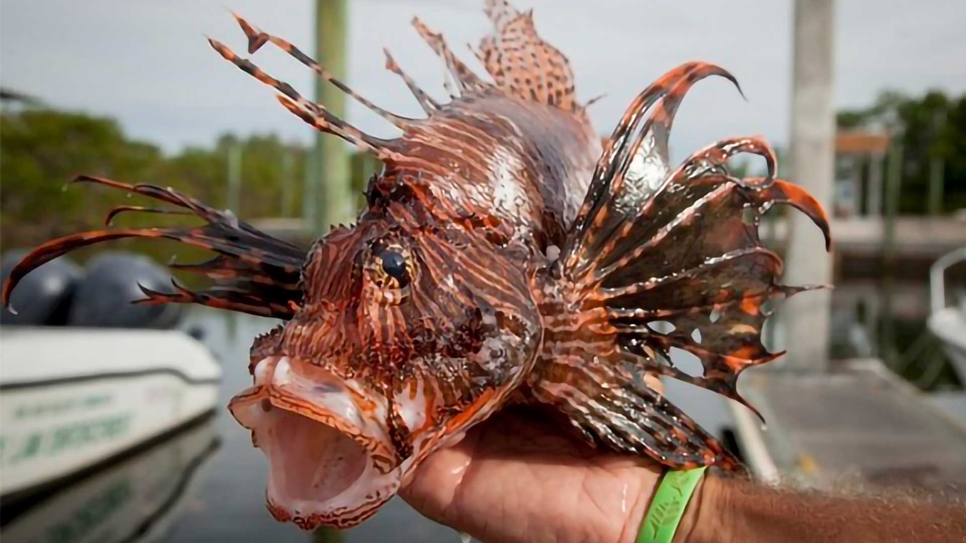 Peixe leão invasor está destruindo recifes e a solução mais controversa é comer o predador que especialistas recomendam remover com cautela no Caribe e no Atlântico