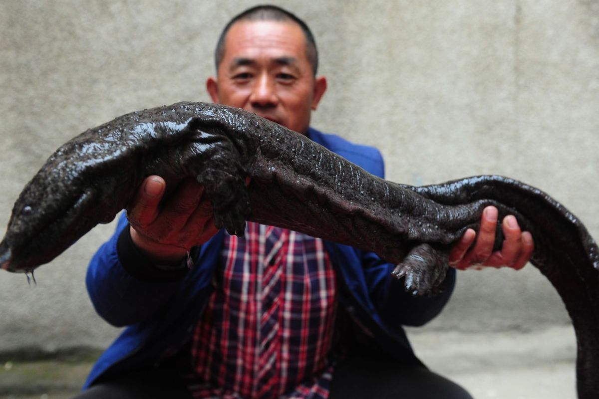 Salamandras gigantes criadas em fazendas na China geram híbridos com genética misturada, ameaçam espécies puras e transformam liberações na natureza em risco ambiental irreversível para rios inteiros.