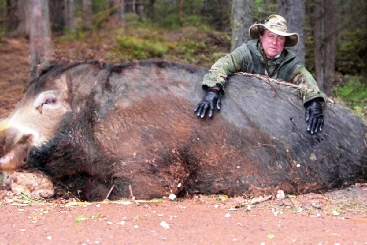 Superporcos invasores criados no Canadá avançam sobre EUA, elevam perdas de agricultores e ampliam o risco de doenças, com impactos em lavouras, controle populacional e ecossistemas na América do Norte.