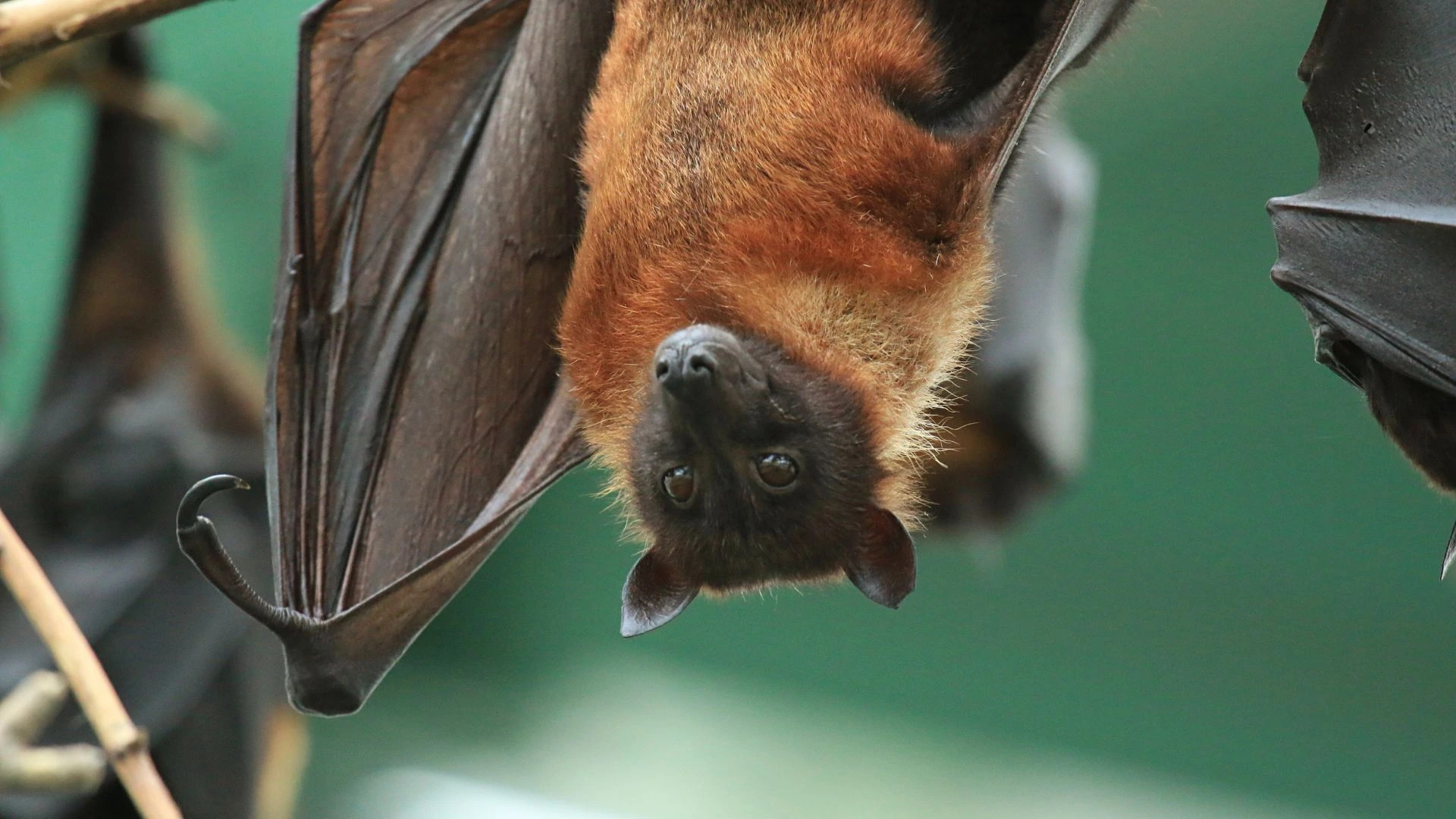 Com quase 2 metros de envergadura, a raposa-voadora é o principal reservatório do vírus Nipah; casos na Índia colocam o morcego gigante no radar sanitário global — veja como reconhecer a espécie