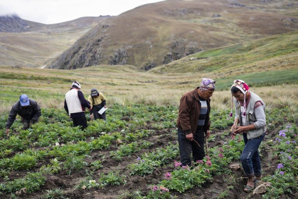 Segredo guardado nos Andes do Peru revela comunidades indígenas que protegem milhares de batatas ancestrais, unem ciência e tradição, enfrentam a biopirataria e oferecem