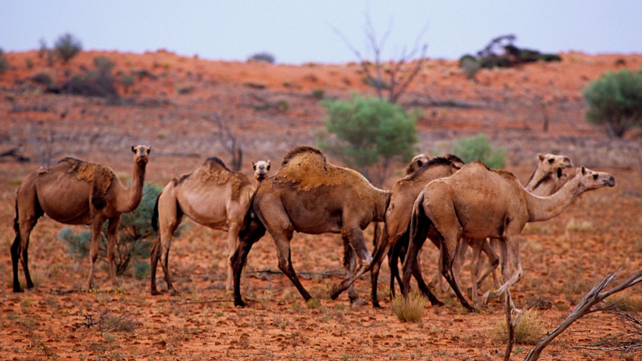 Austrália - desertificação - solo - degradação