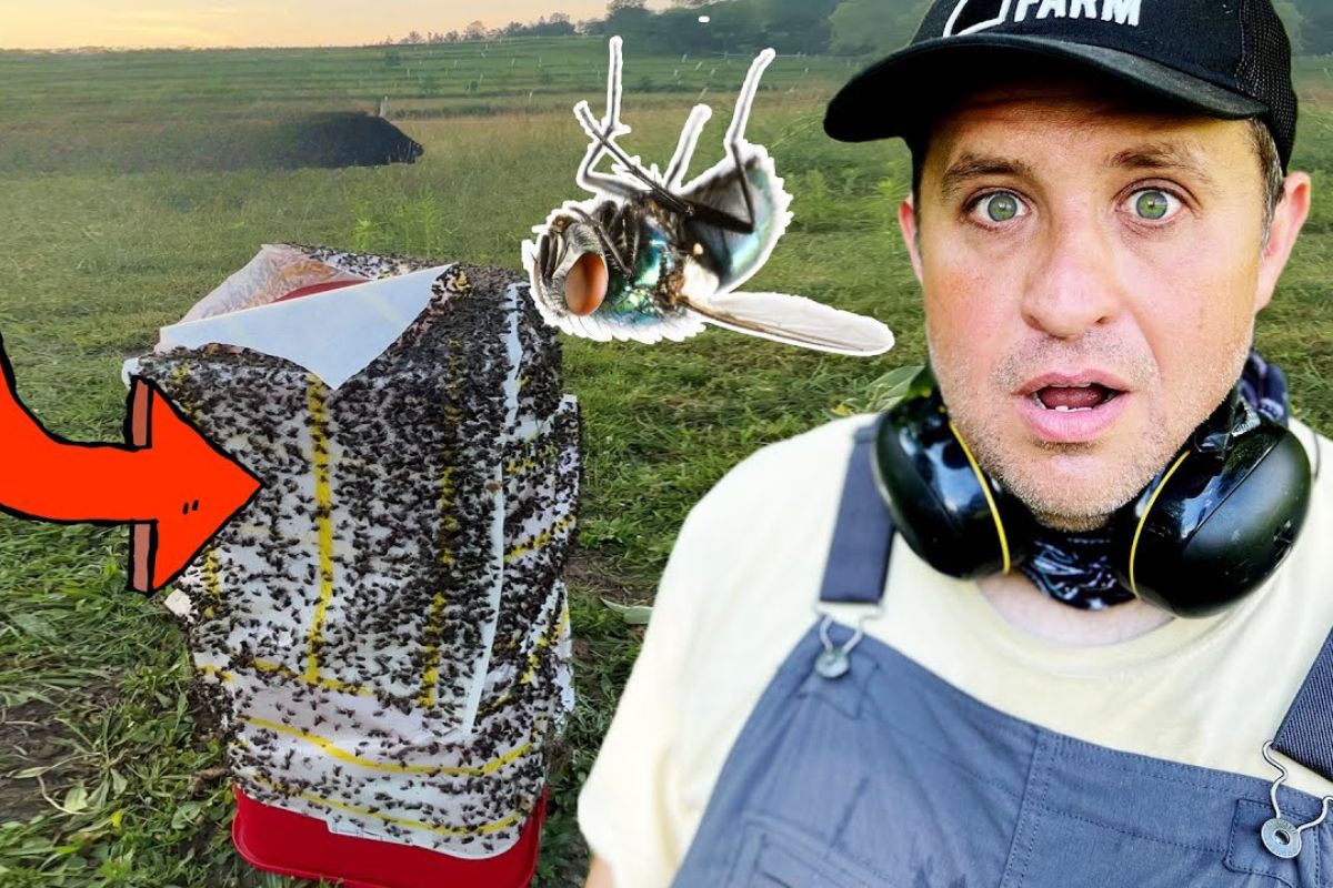 infestação extrema de moscas na pecuária regenerativa com gado Scottish Highland: fazendeiro testa armadilhas de moscas e fly paper, descreve queda em 48 horas, custos, lixo gerado e riscos sanitários.