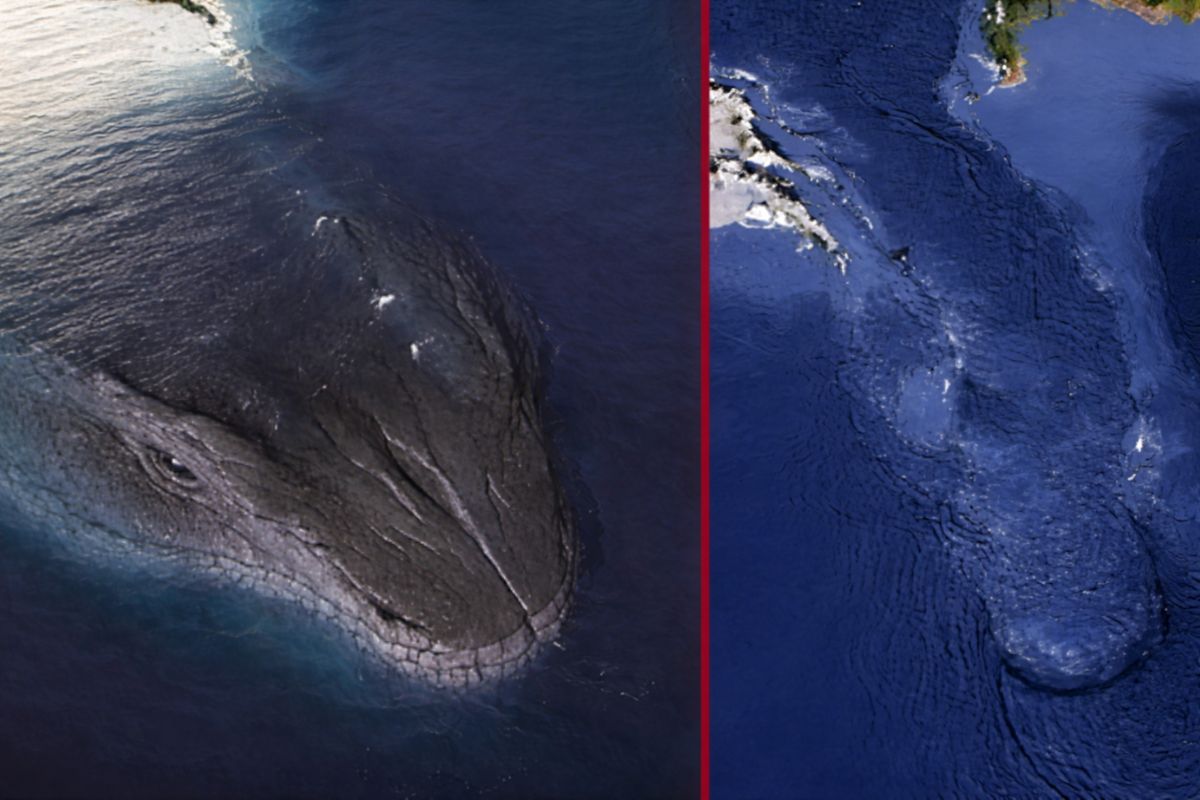 Leviatã vira meme e teoria após recorte em mapa meteorológico, com posts no Facebook e no X citando a Virgínia e uma tempestade de neve para sustentar a narrativa.