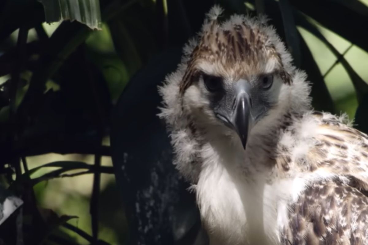 Uma das aves mais raras do planeta, a águia-das-Filipinas luta para sobreviver nas Filipinas, com menos de 900 adultos vivos, florestas destruídas, reprodução lenta e um filhote raro