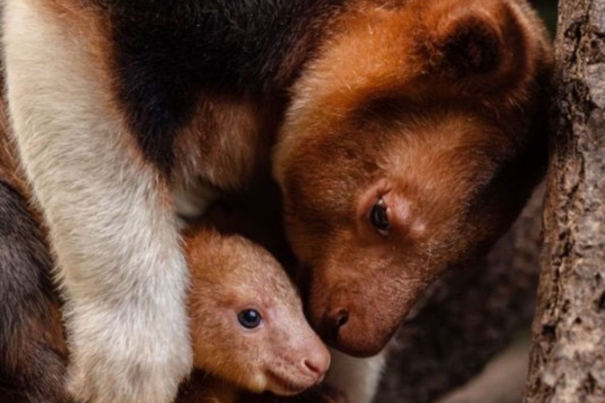 Nascimento de marsupial raro ameaça extinção. Canguru-arborícola-de-goodfellow nasce em programa de conservação e reforça alerta sobre espécie ameaçada.