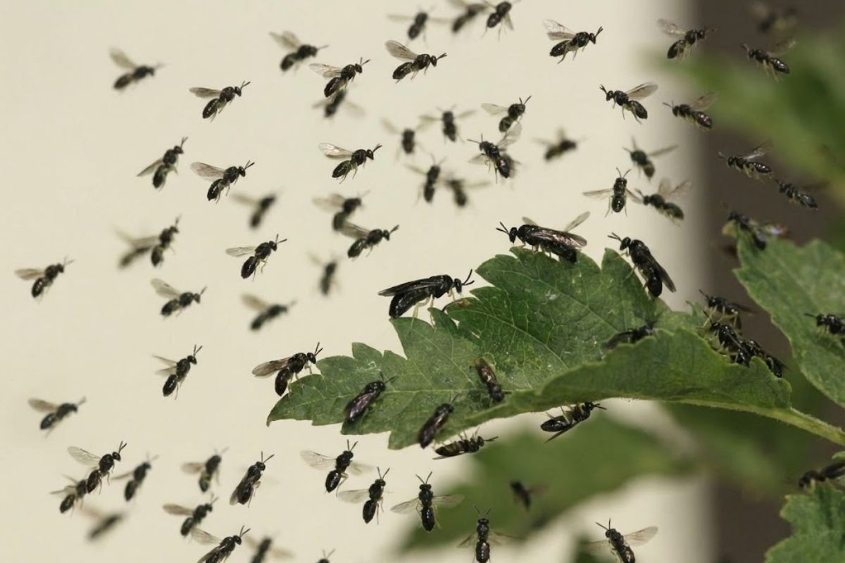 Vespa invasora avança pela América do Norte e atinge olmos, com casulos pegando carona em veículos e larvas deixando padrão ziguezague nas folhas, elevando alerta para 2026 e risco de nova crise florestal.