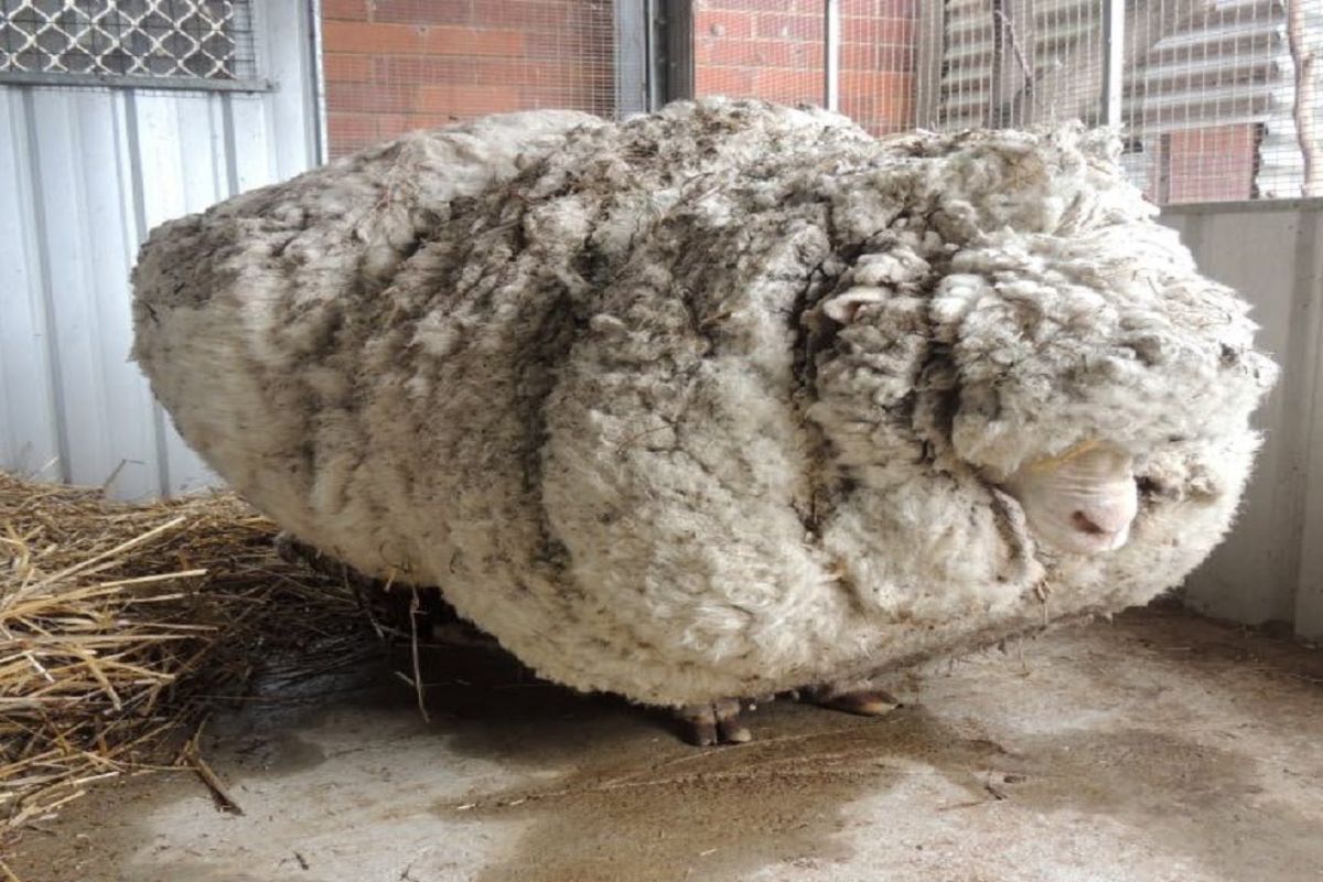 O caso da ovelha abandonada em Canberra mobilizou a RSPCA: a lã acumulada exigiu tosquia urgente, levantou riscos de saúde e virou alerta sobre manejo e bem-estar animal.