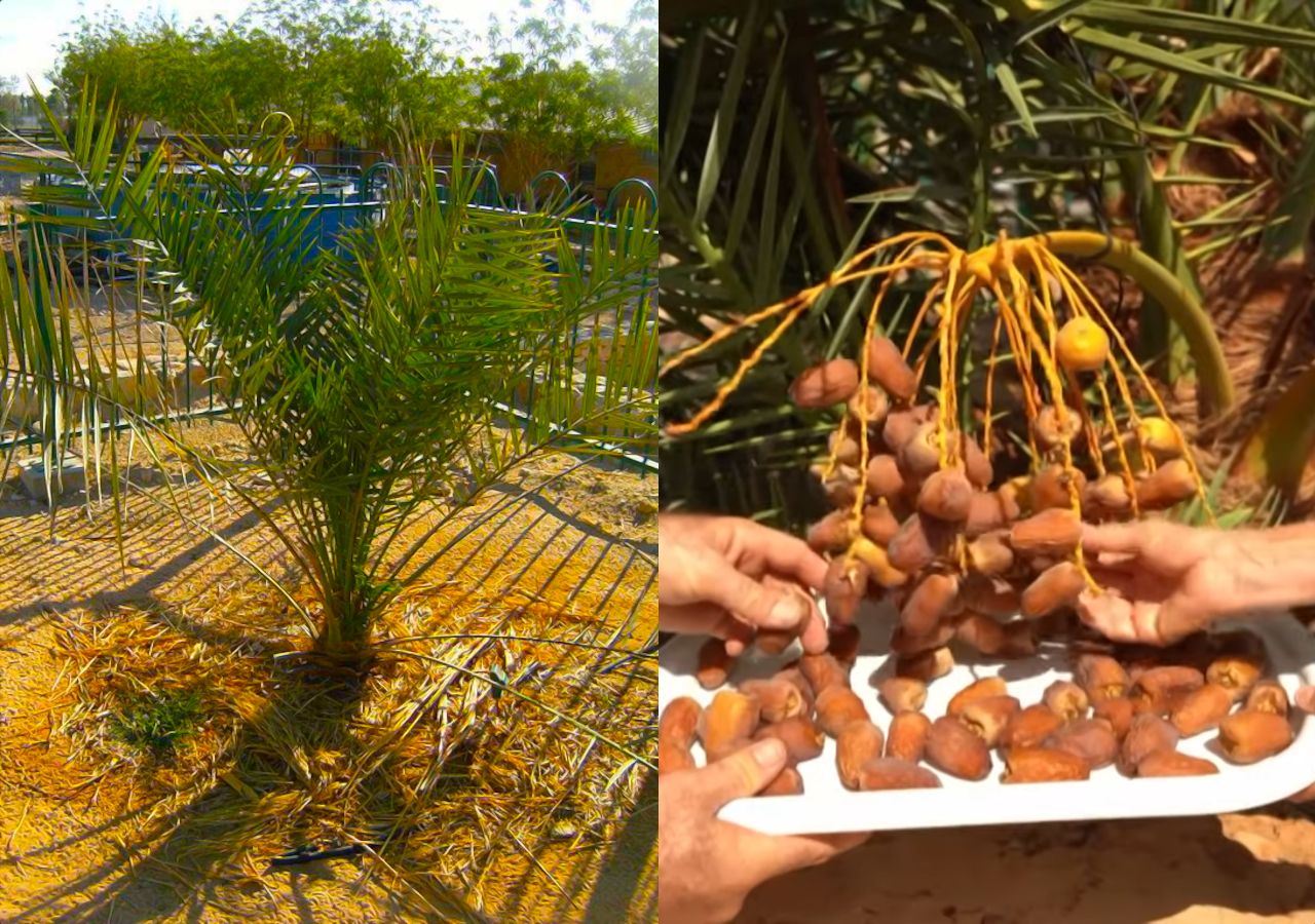 Tamareira-da-Judeia desafia o tempo biológico: enterrada por quase 2.000 anos no deserto, uma semente antiga manteve DNA funcional, voltou a germinar em laboratório e provou que a vida vegetal pode atravessar milênios em estado latente