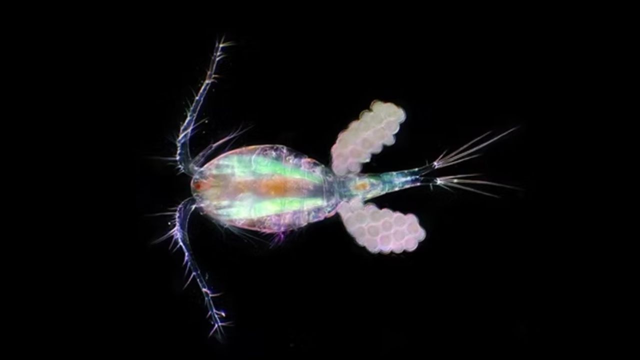 Animais de diferentes ecossistemas enfrentam o calor extremo causado pelo aquecimento global. Veja como espécies tentam se adaptar, evoluir ou mudar o comportamento para sobreviver.
