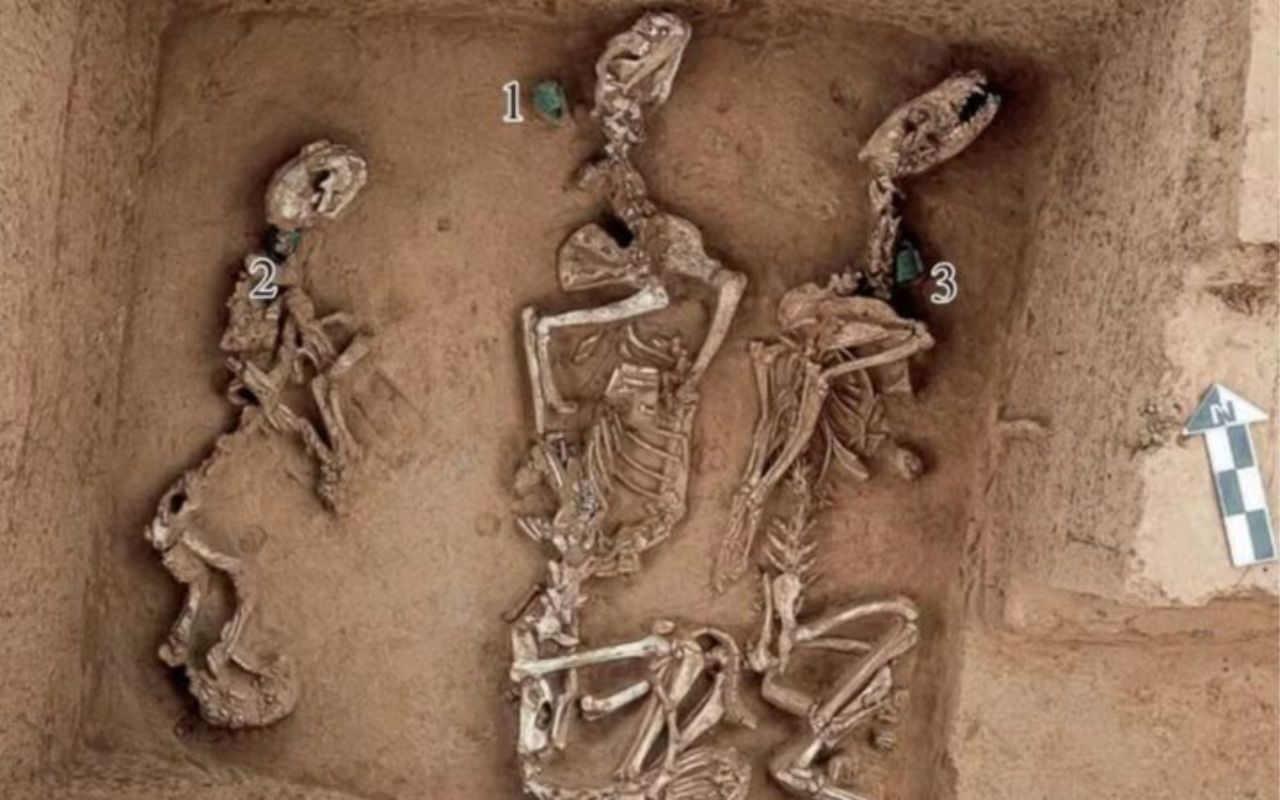 Antigo “zoológico” de 3 mil anos encontrado na China revela que elites mantinham animais selvagens vivos para rituais.