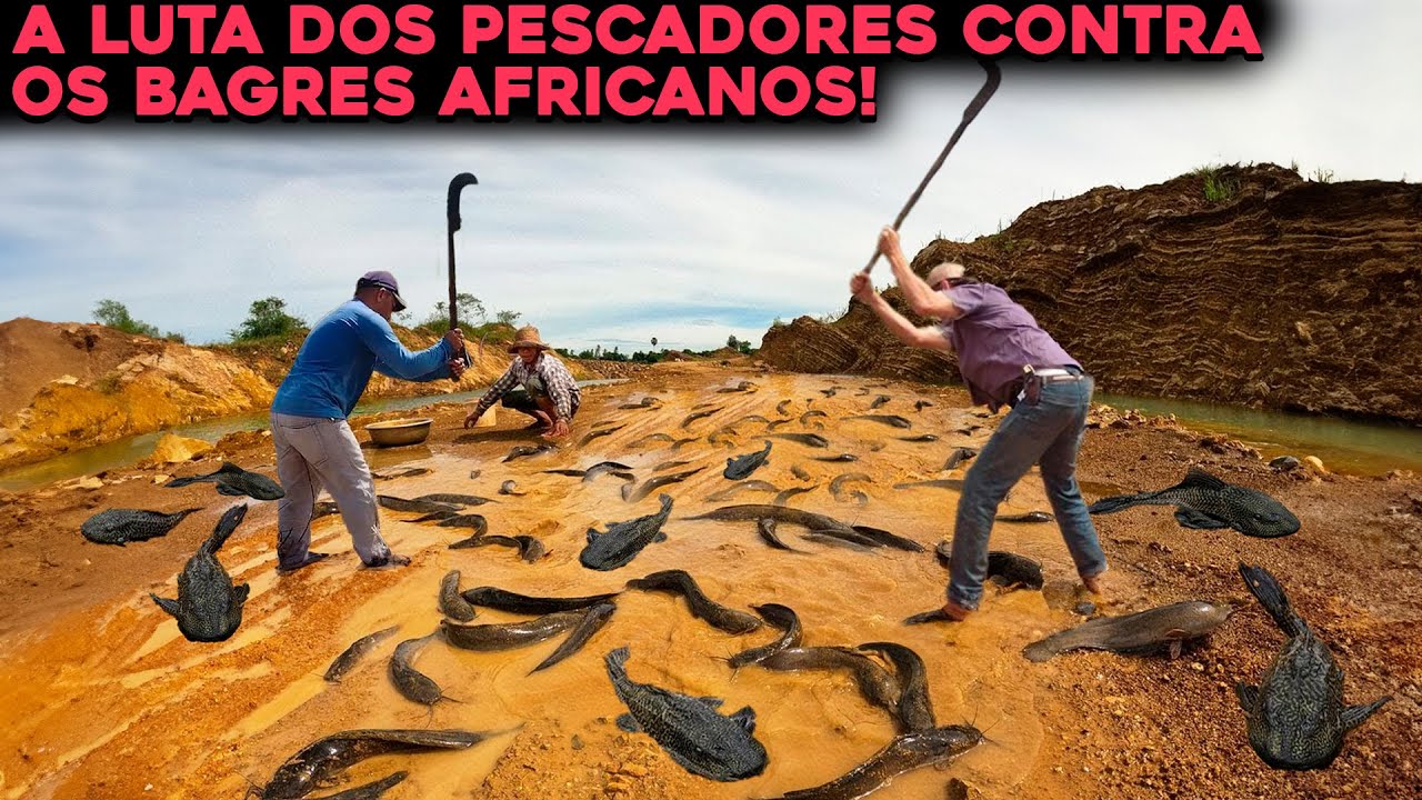 Sobrevive em esgotos, respira fora d’água e devora ovos de peixes nativos: o bagre-africano avança por rios da Ásia, América do Sul e Europa como uma praga biológica silenciosa