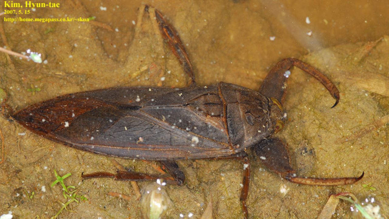Baratas-d’água gigantes ocupam o topo da cadeia alimentar e utilizam técnicas silenciosas para capturar presas maiores, segundo estudos científicos.