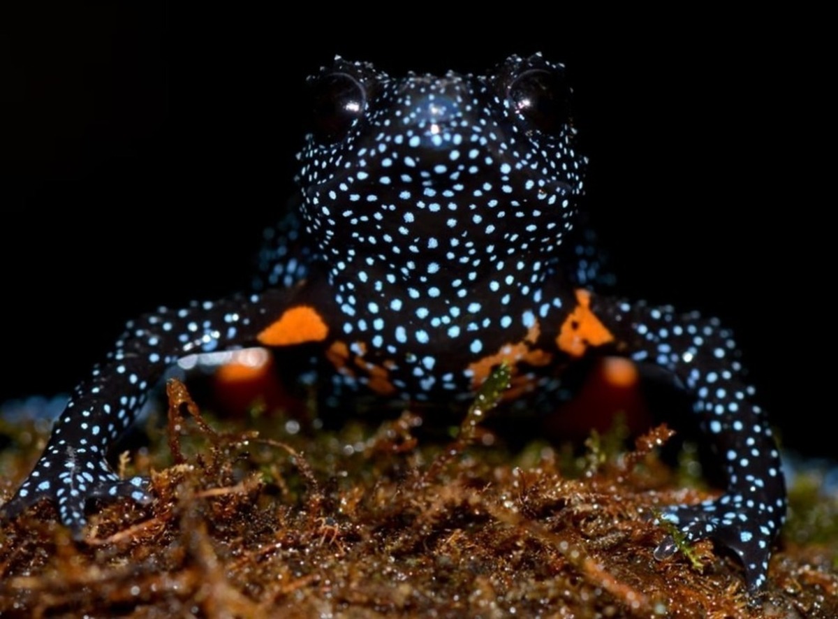 Rãs da galáxia, Rãs