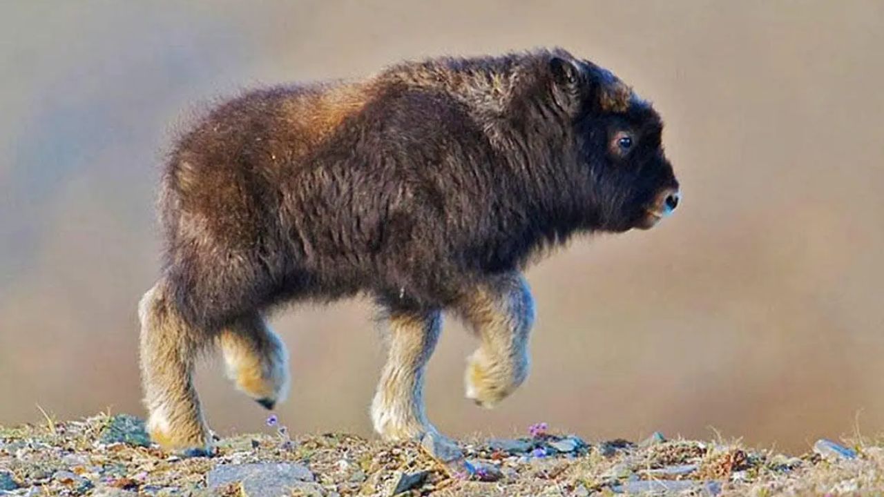 Conheça como nasce o filhote de boi-almiscarado no Ártico, suas adaptações ao frio extremo e por que a espécie é símbolo de resistência na natureza.