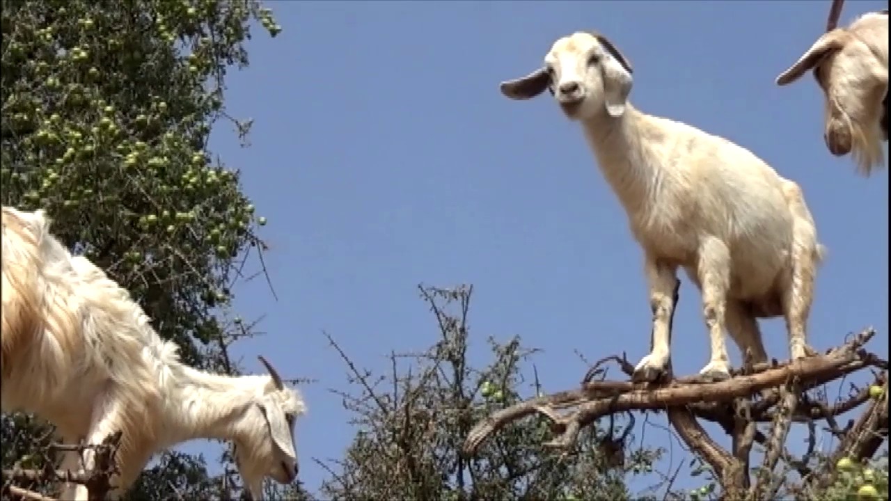Bode que desafia penhascos, salta sobre fios e ravinas estreitas para pastar, transforma o relevo em rota improvisada de fuga e expõe como memória espacial, impulso muscular e leitura do terreno definem a sobrevivência em encostas