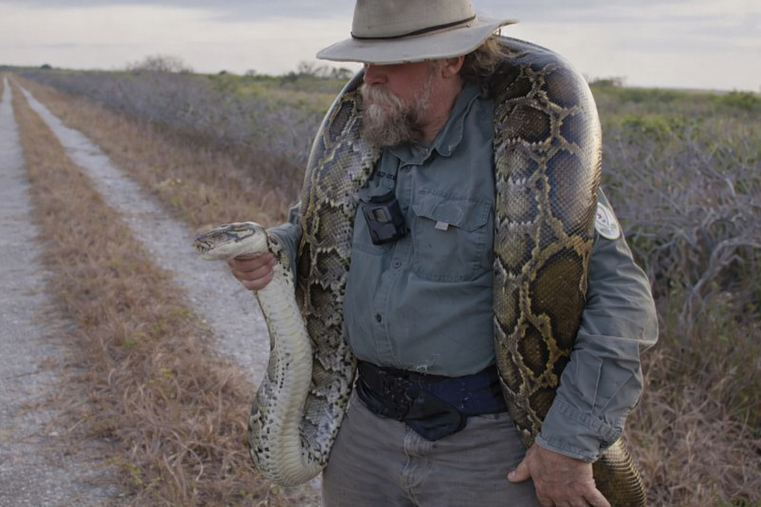 Caçadores capturam píton-birmanesa gigante nos Everglades como parte de programa ambiental da Flórida.