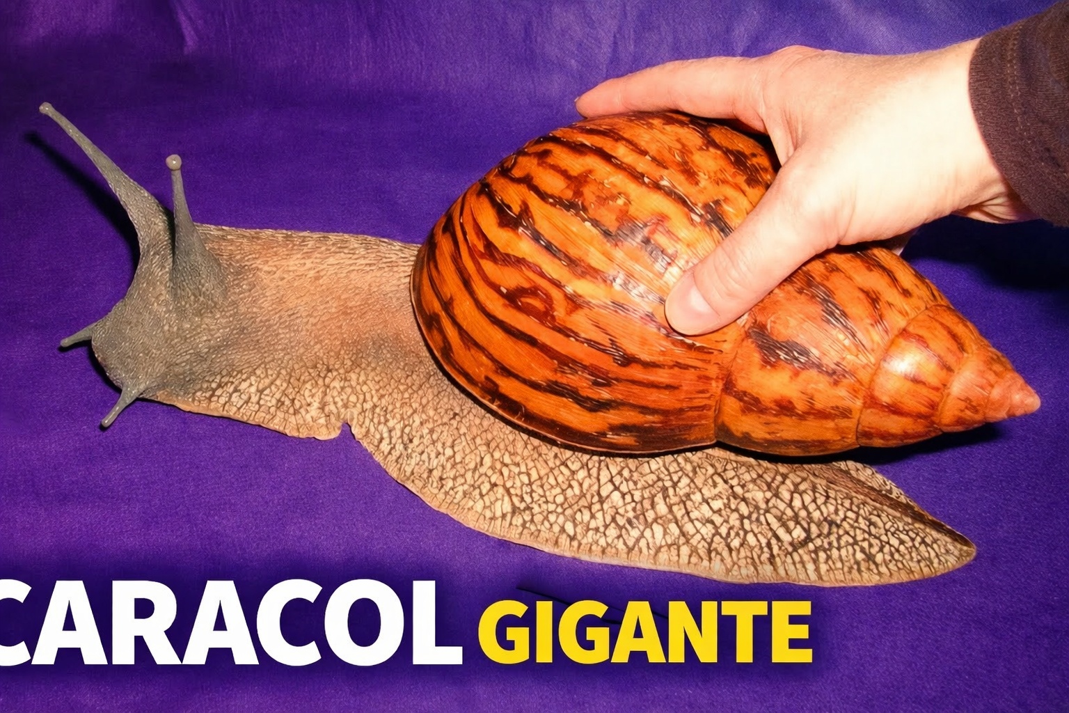 Sobrevive meses enterrado sem água, reaparece após chuvas e já infestou três continentes: o caramujo-gigante-africano se tornou uma das pragas biológicas mais destrutivas do planeta, ameaça lavouras, transmite parasitas humanos e desafia o controle ambiental